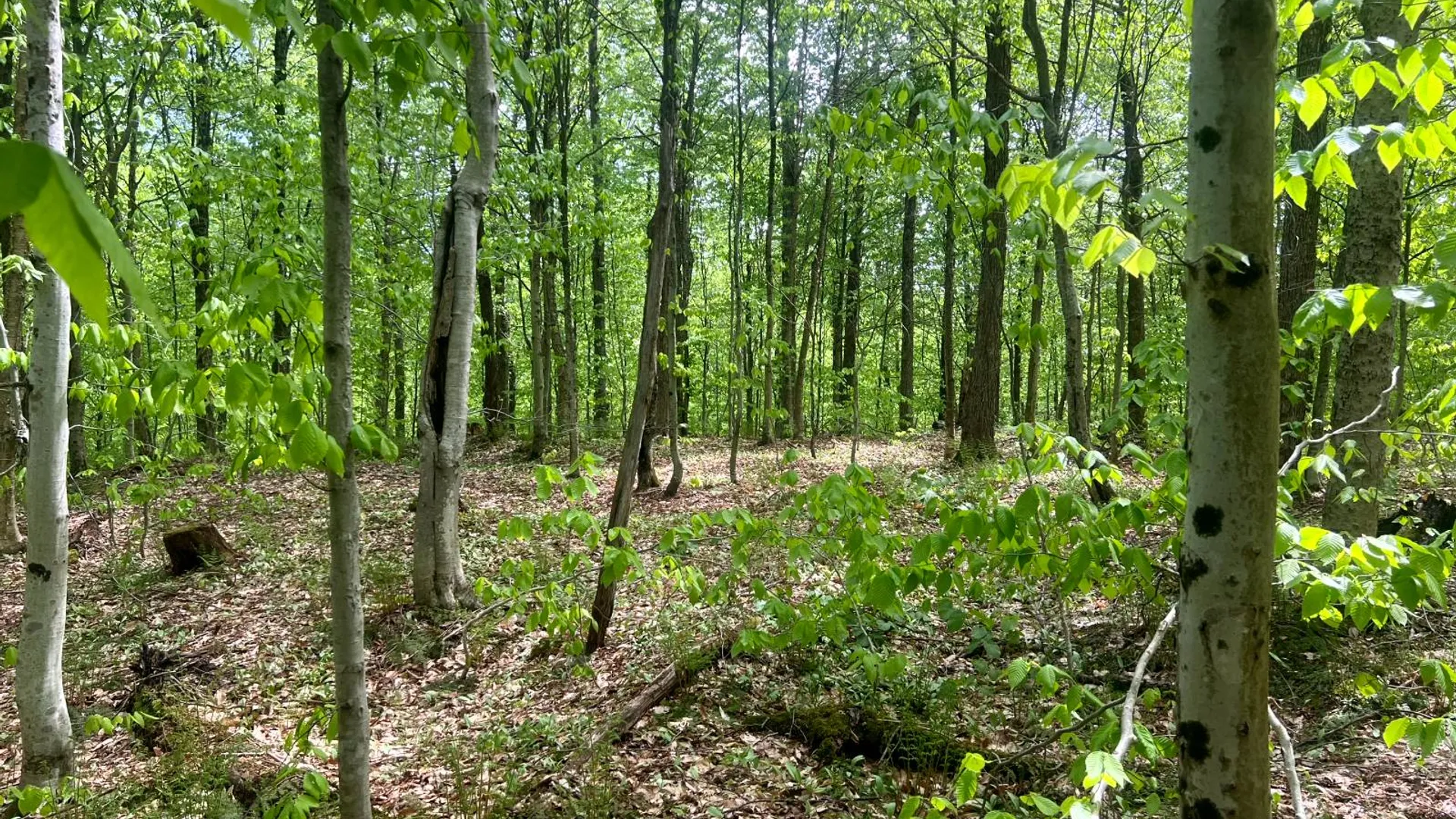 Property at Lot 3 Creek Road, Annsville, NY 13471 14