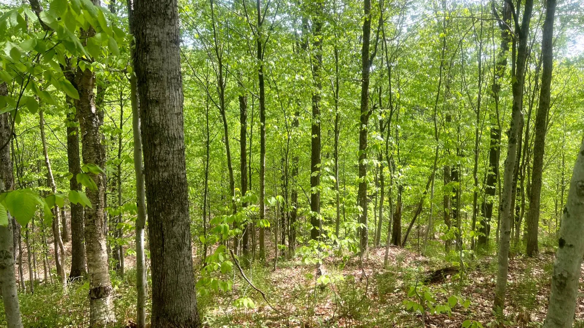 Property at Lot 3 Creek Road, Annsville, NY 13471 15
