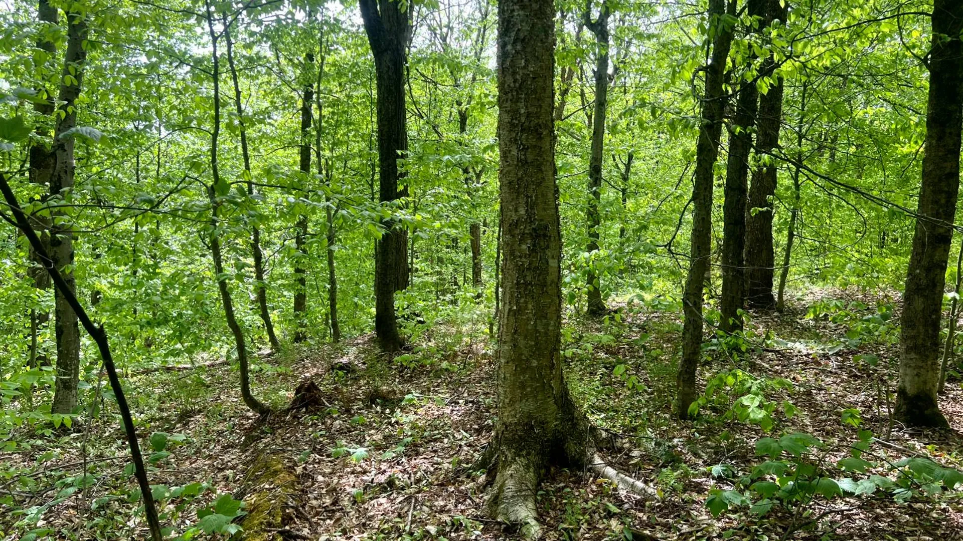 Property at Lot 3 Creek Road, Annsville, NY 13471 16