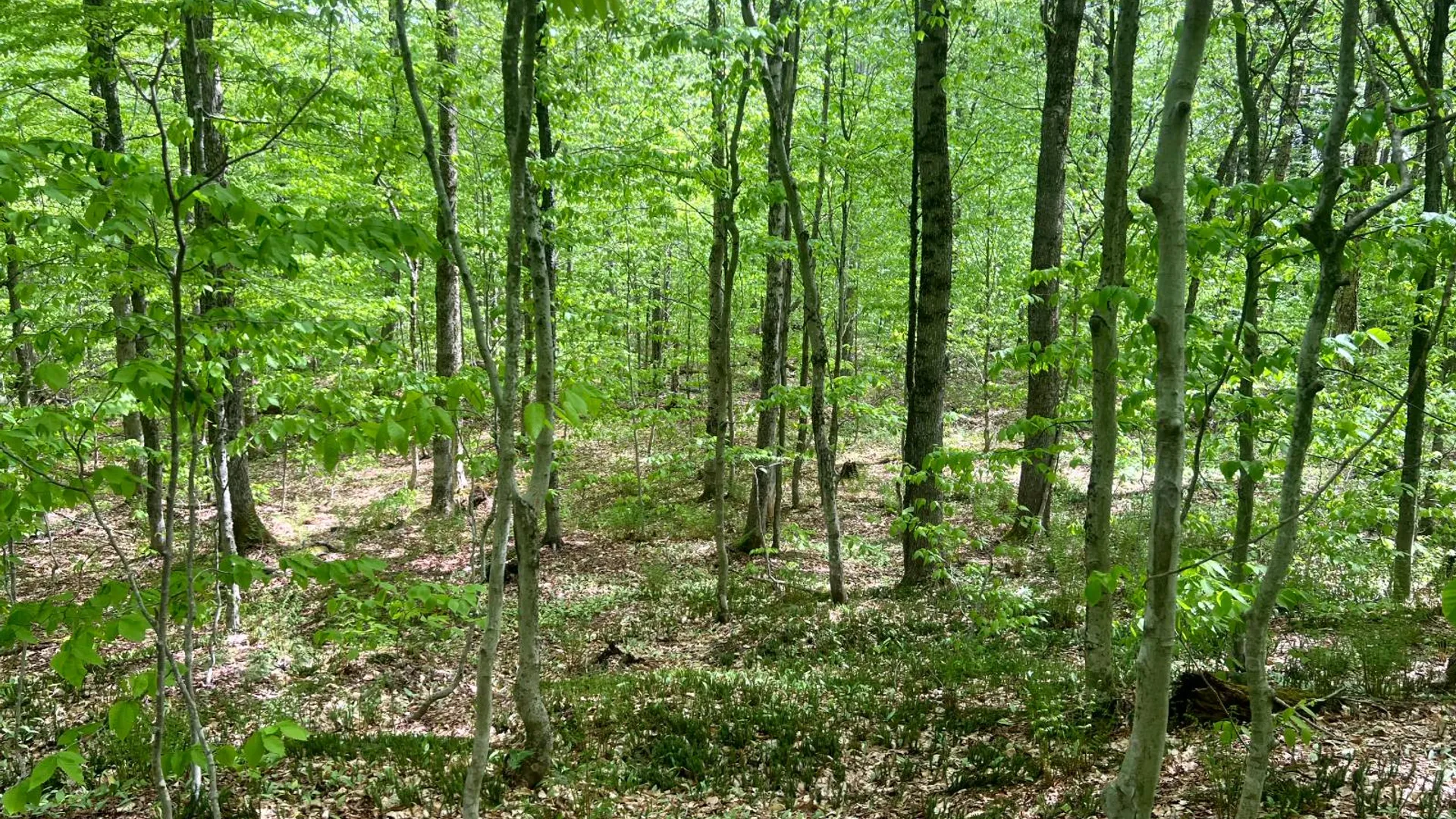 Property at Lot 3 Creek Road, Annsville, NY 13471 18