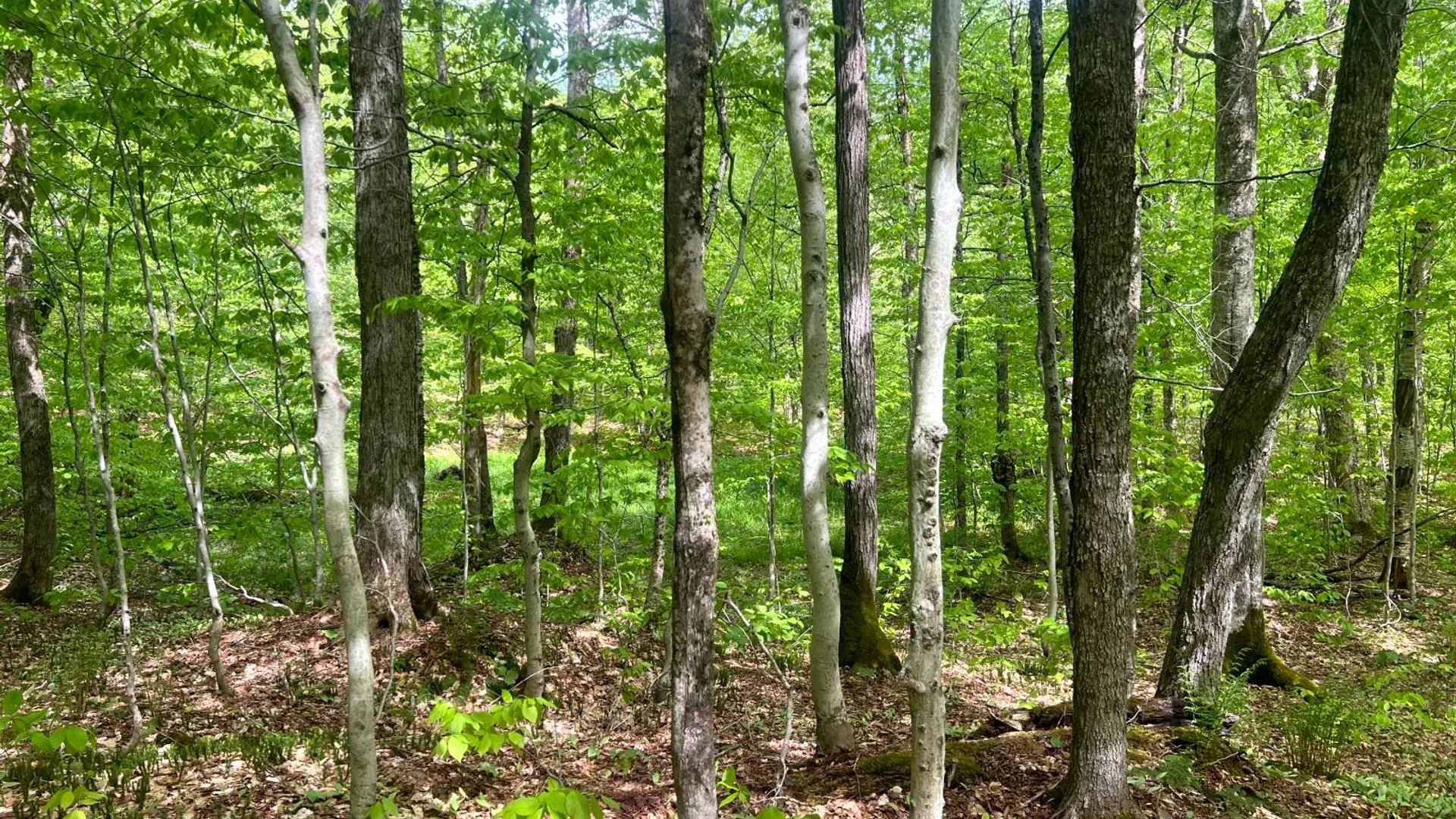 Property at Lot 3 Creek Road, Annsville, NY 13471 19