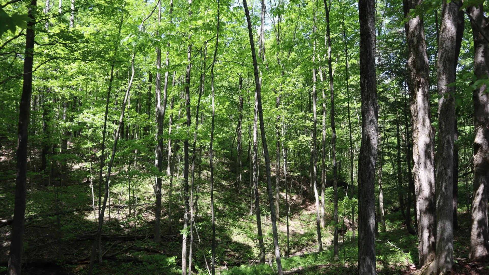 Property at 1162 Moore Rd, Greenwich, NY 12834 20