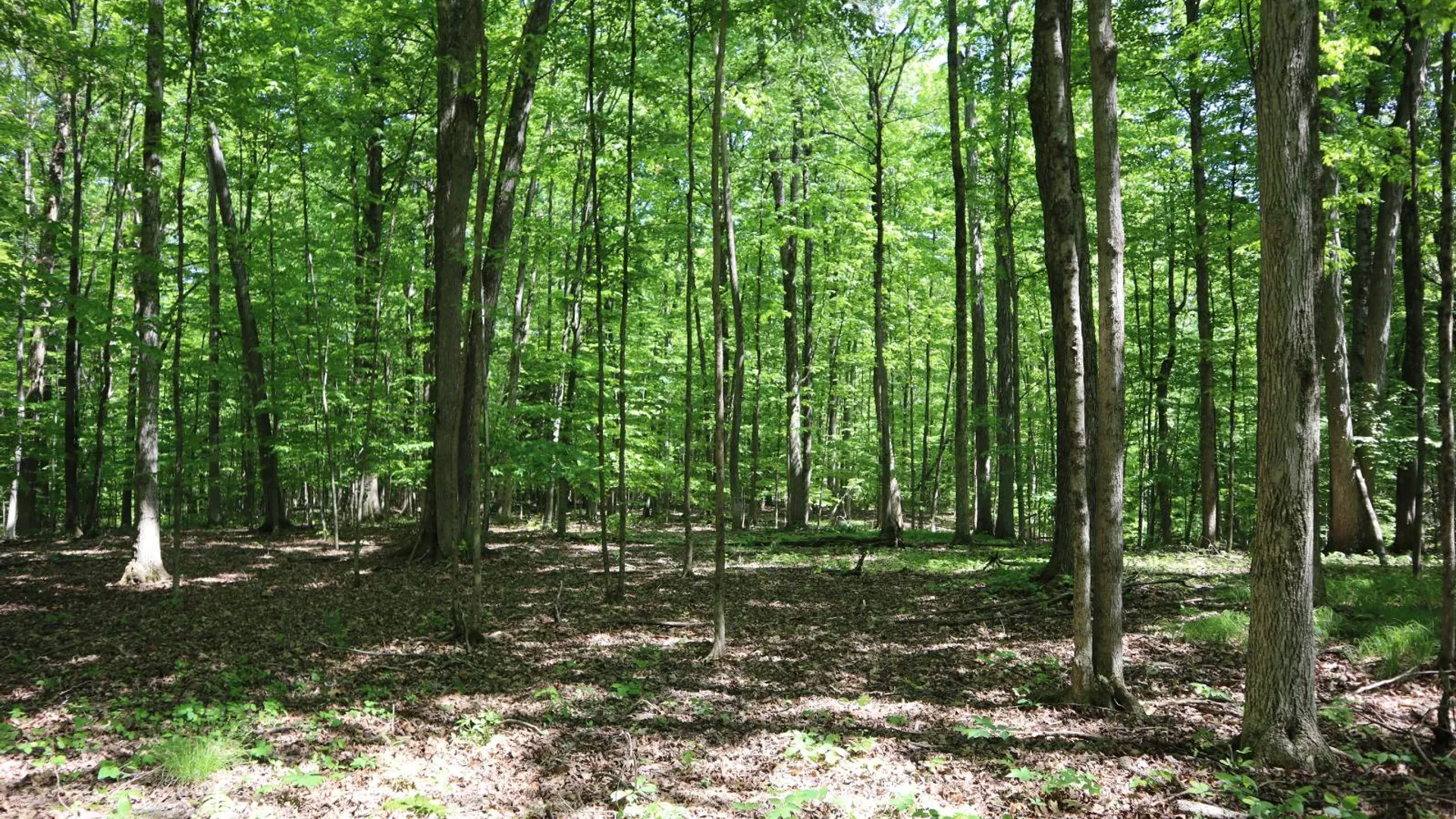 Property at 1162 Moore Rd, Greenwich, NY 12834 44