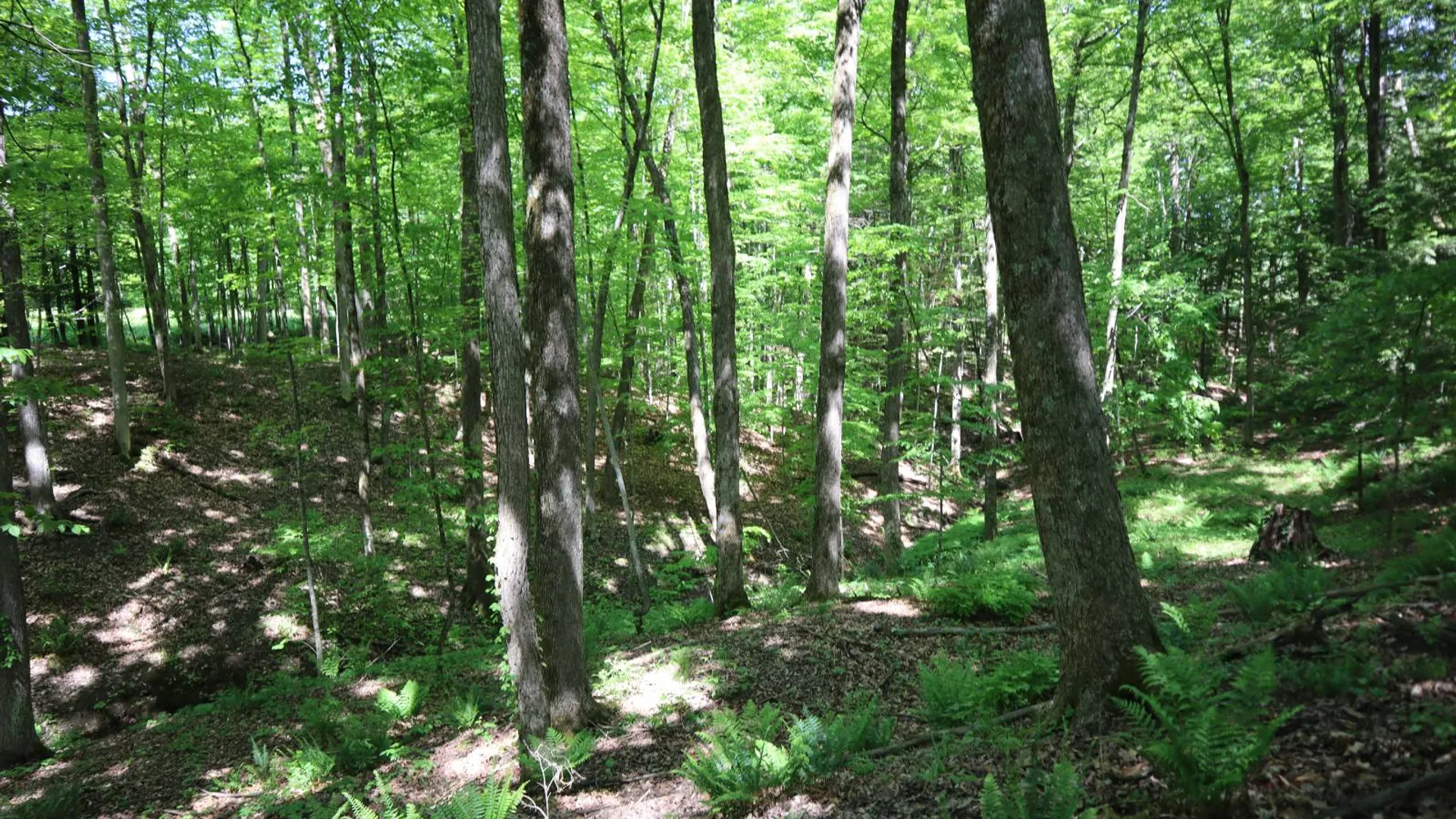 Property at 1162 Moore Rd, Greenwich, NY 12834 46