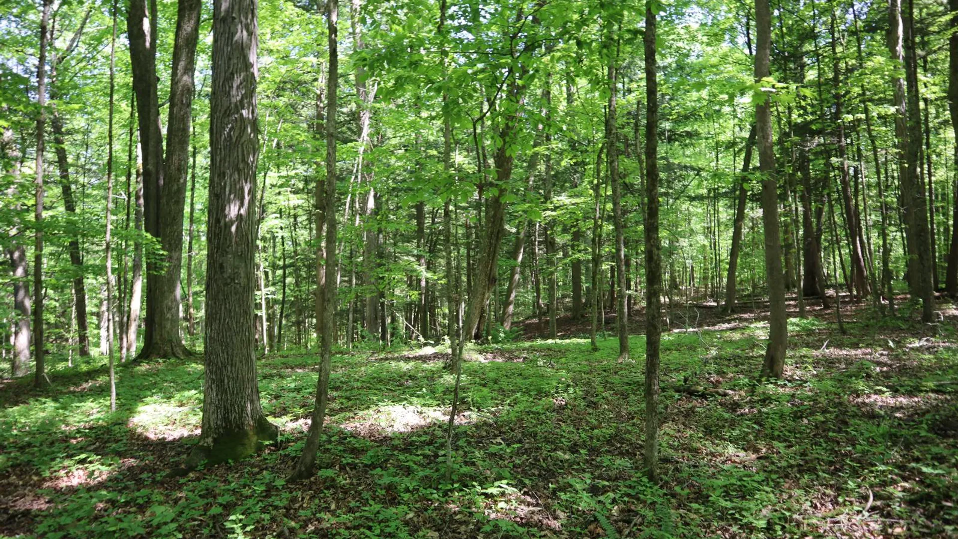 Property at 1162 Moore Rd, Greenwich, NY 12834 50