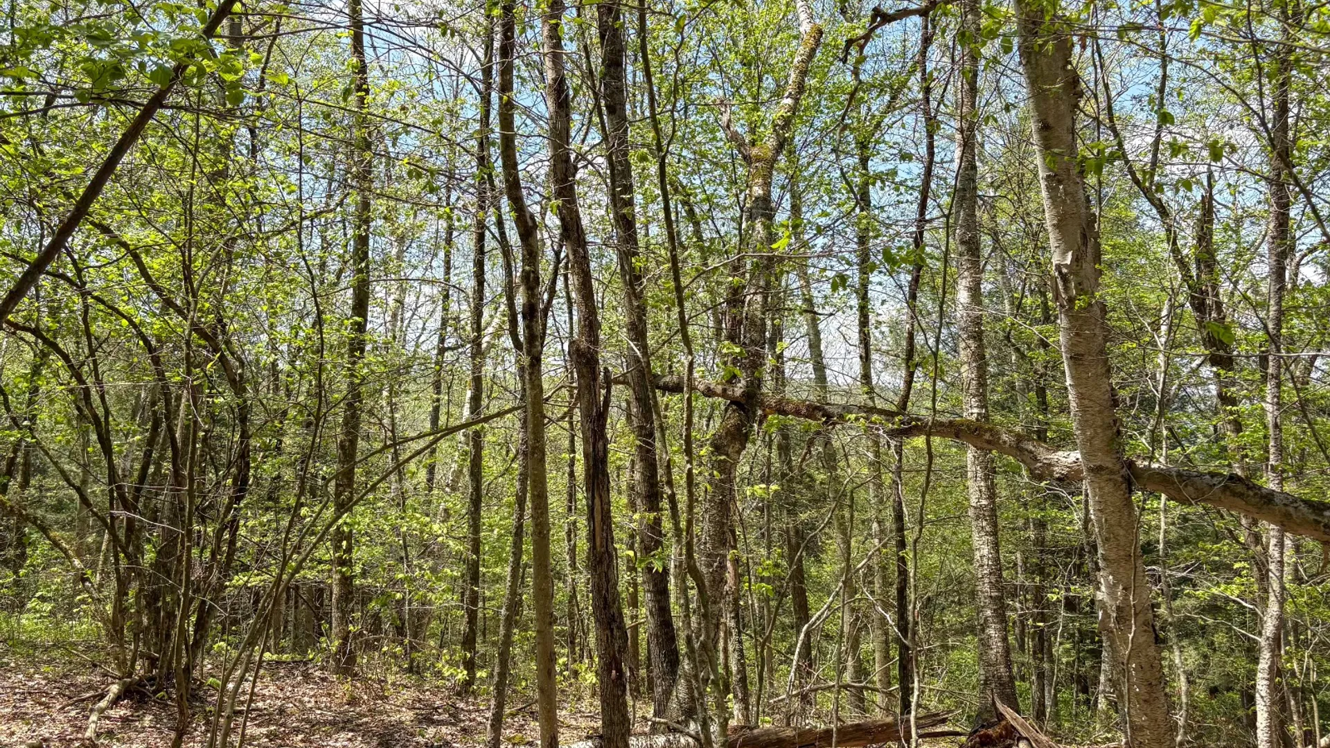 Property at 509 Thunder Rd, Deposit, NY 13754 30