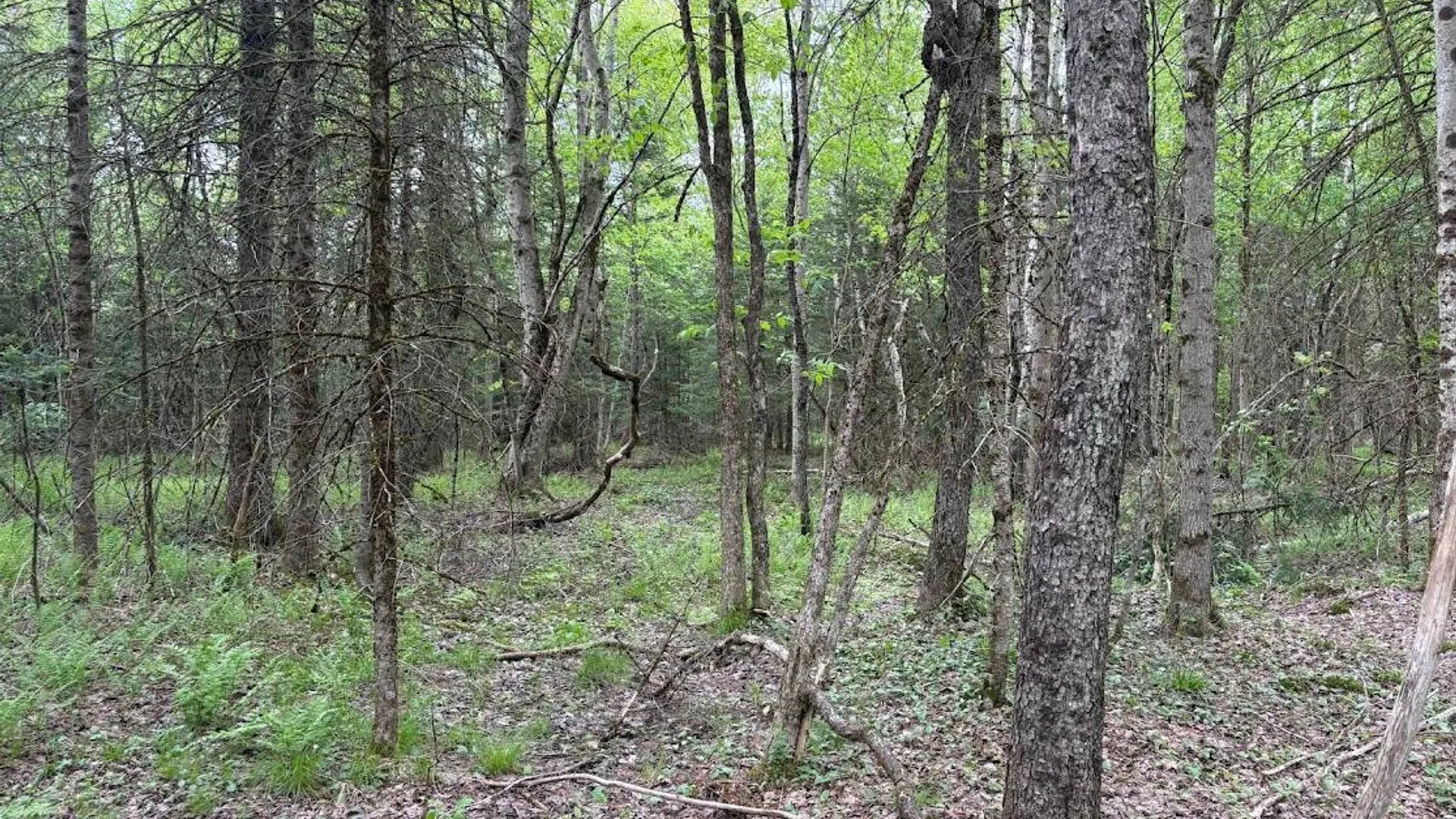 Property at 00 St Rt 8, Cold Brook, NY 13324 8