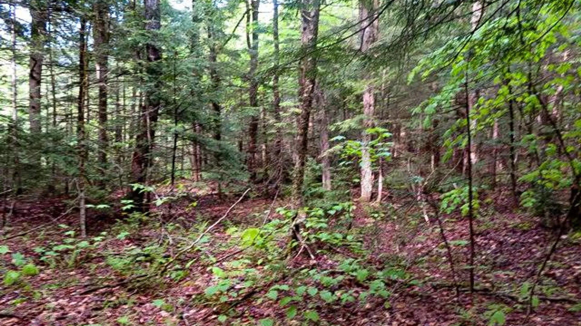Property at 680 Lily Lake Rd, Bleecker, NY 12078 6
