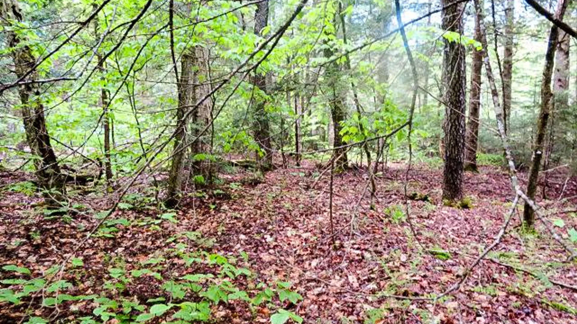 Property at 680 Lily Lake Rd, Bleecker, NY 12078 7