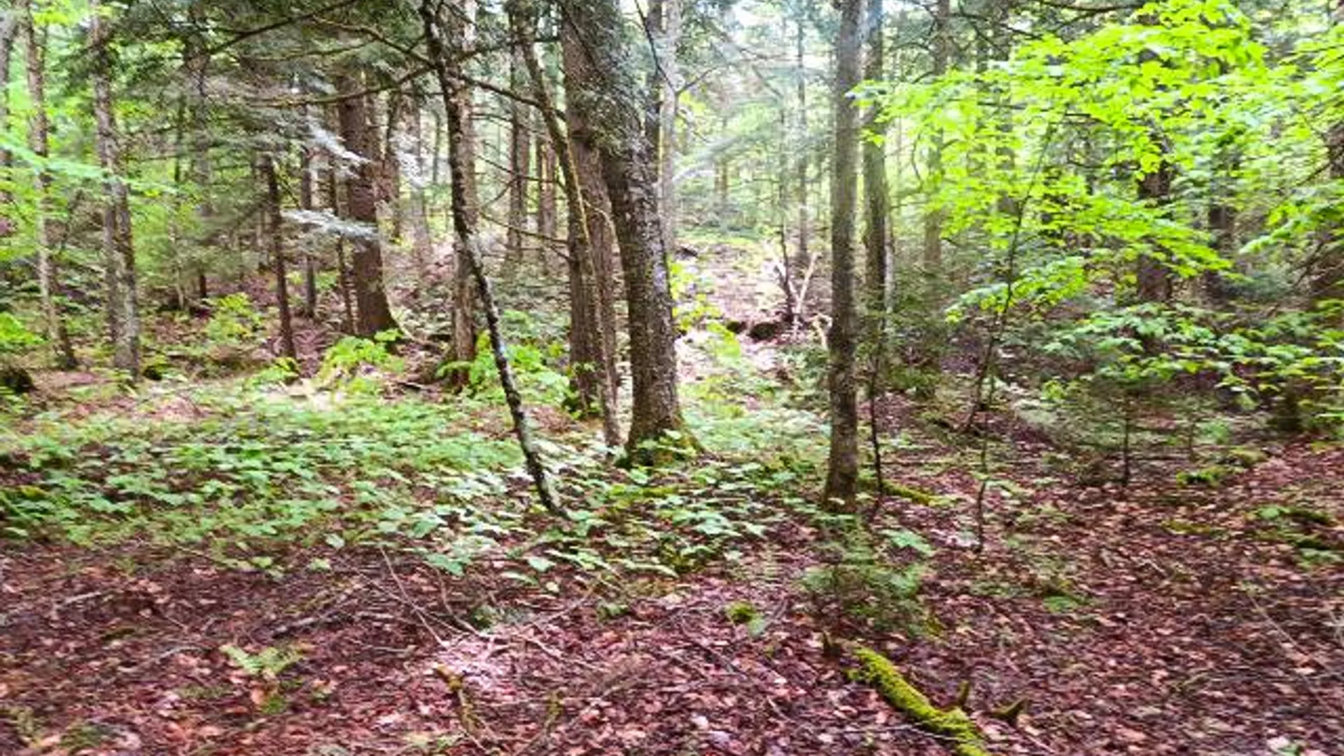 Property at 680 Lily Lake Rd, Bleecker, NY 12078 8