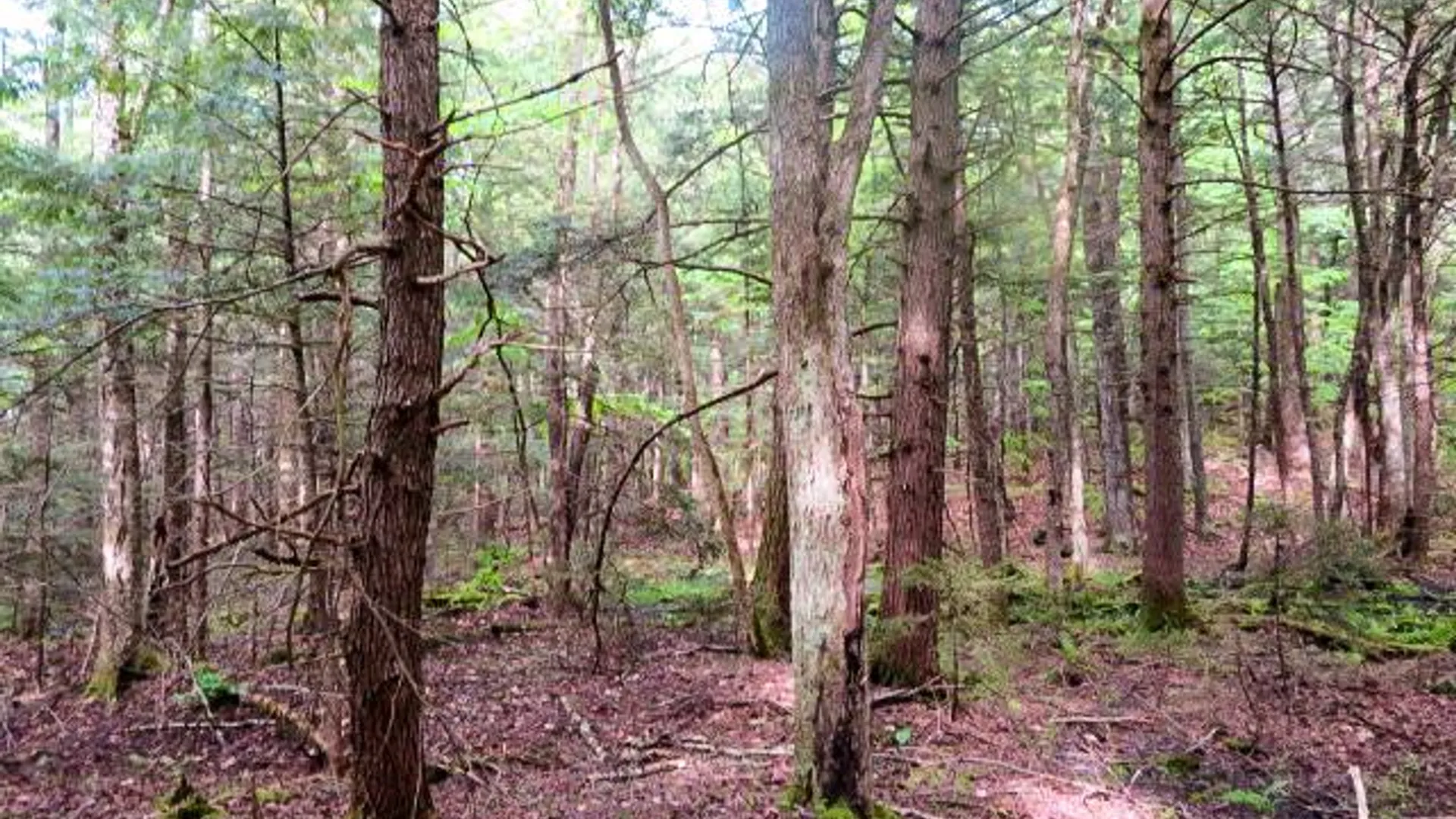Property at 680 Lily Lake Rd, Bleecker, NY 12078 9