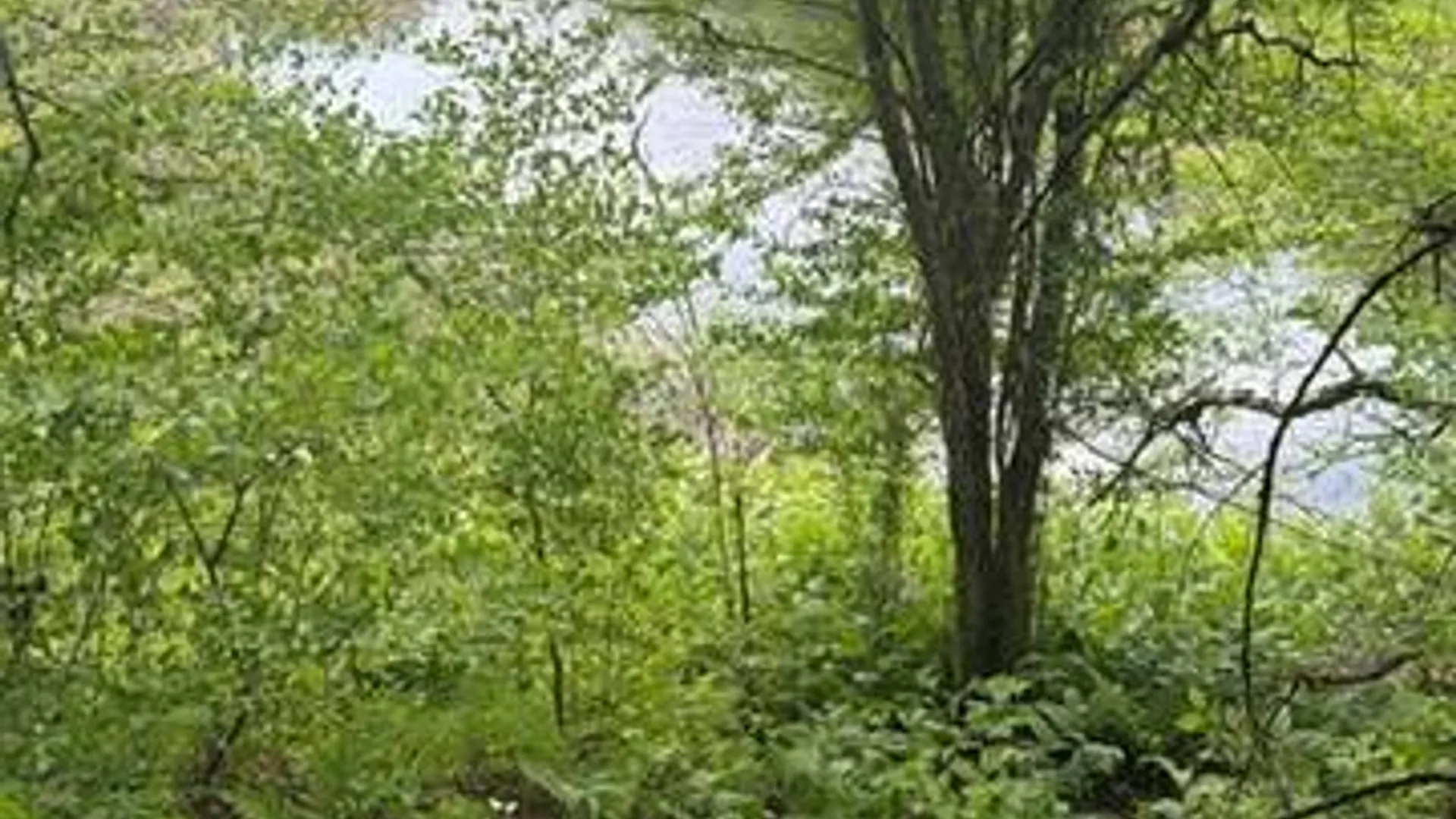 Property at 431 Santmire Road, Ohio, NY 13324 5