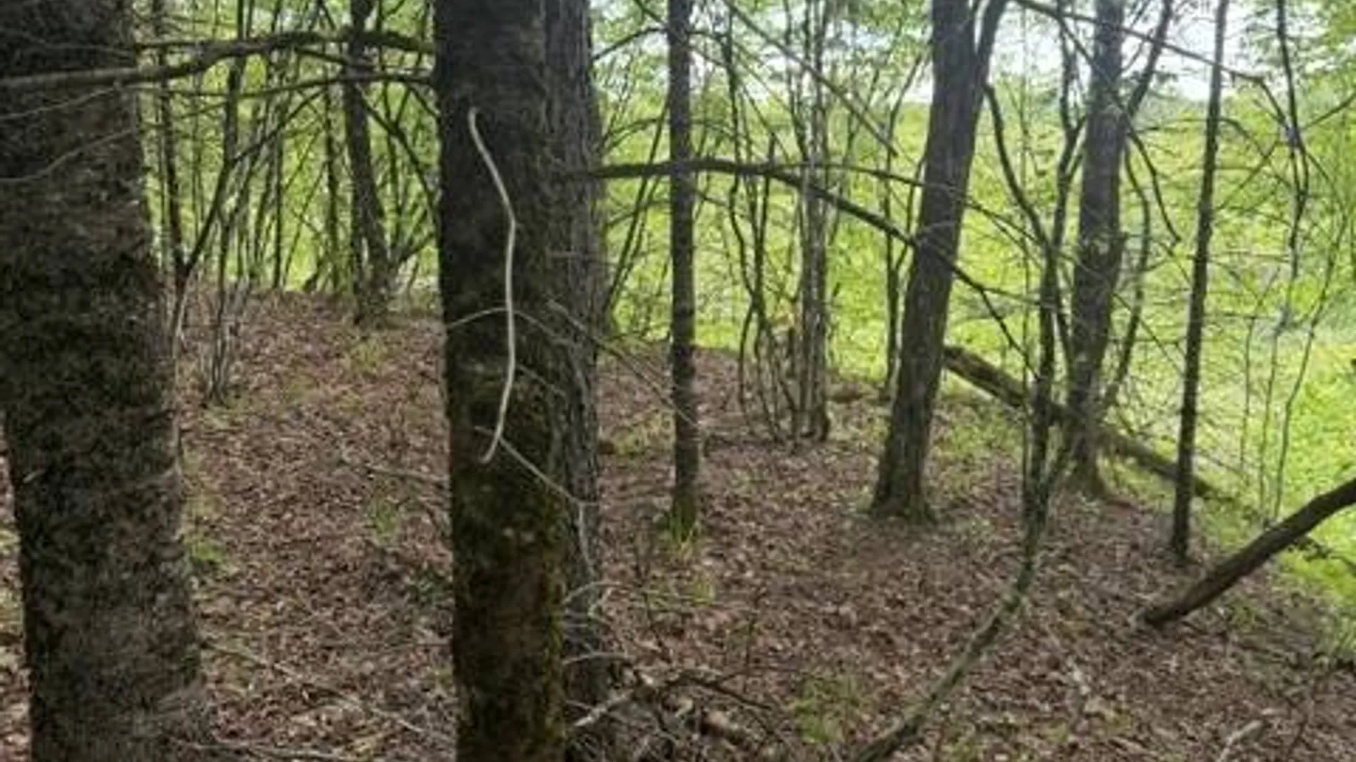 Property at 431 Santmire Road, Ohio, NY 13324 13