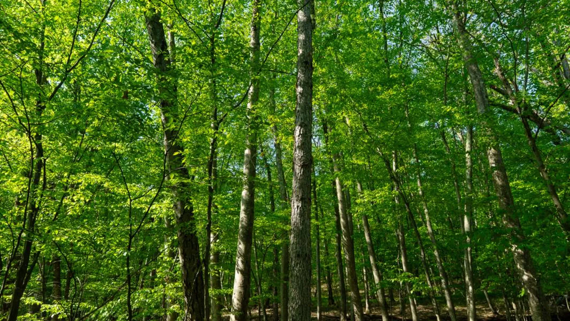 Property at 00WTP Anthony St., Hillsdale, NY 12529 34
