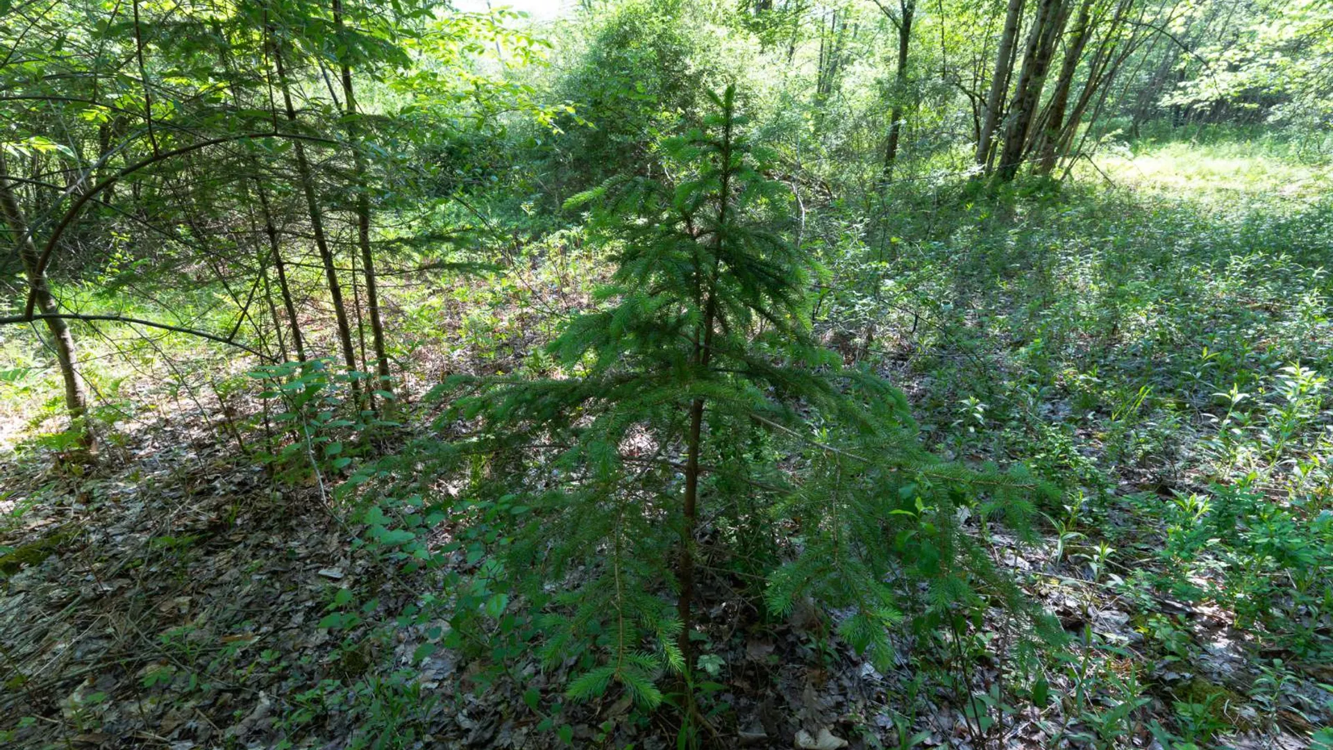 Property at 00WTP Anthony St., Hillsdale, NY 12529 46