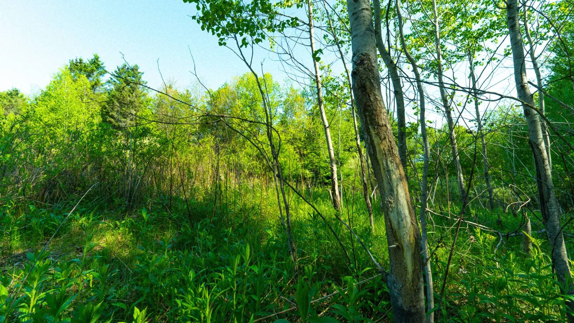 Property at 00WTP Anthony St., Hillsdale, NY 12529 54