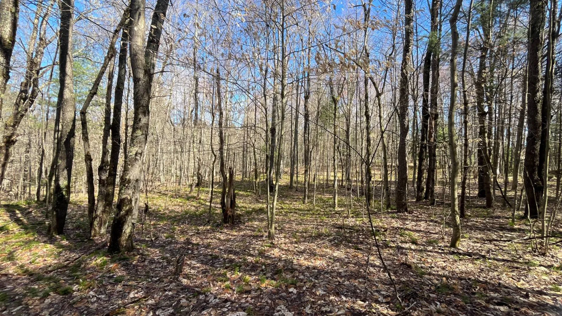 Property at 209 Caswell Road, Dickinson Center, NY 12930 12