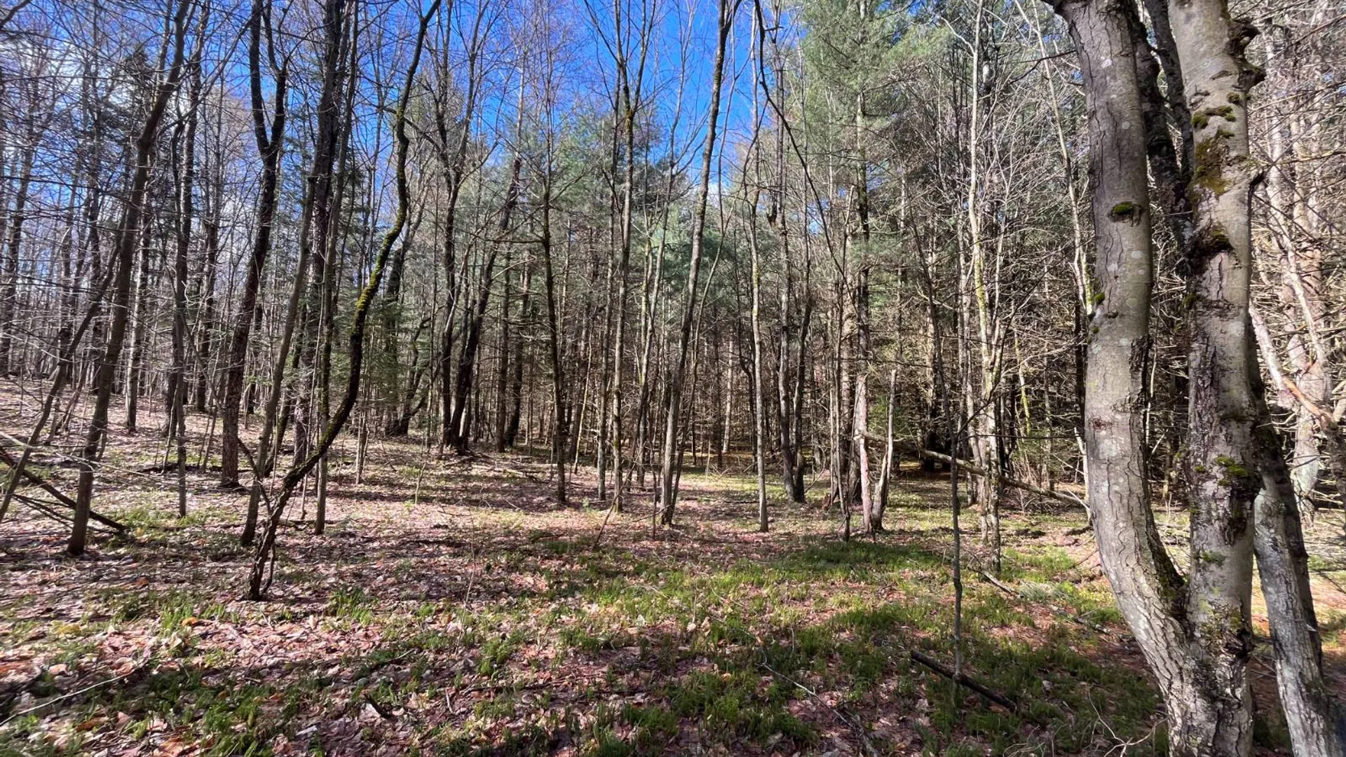 Property at 209 Caswell Road, Dickinson Center, NY 12930 18