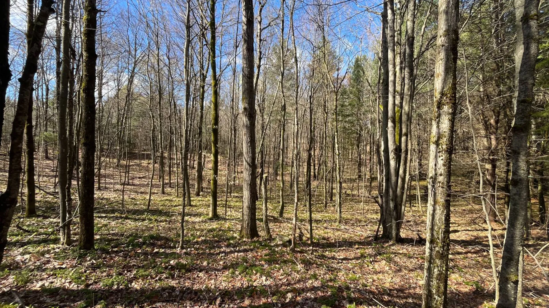 Property at 209 Caswell Road, Dickinson Center, NY 12930 20