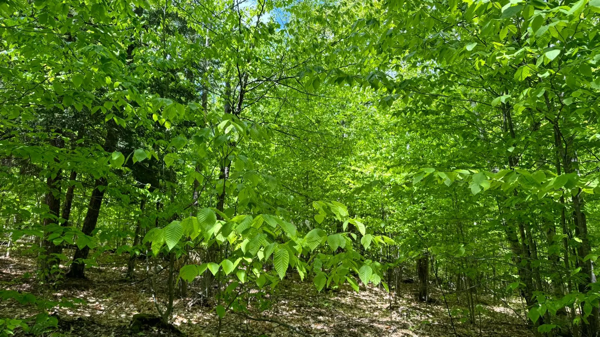 Property at 1.1 Cobble Creek Rd., Chester, NY 12853 8