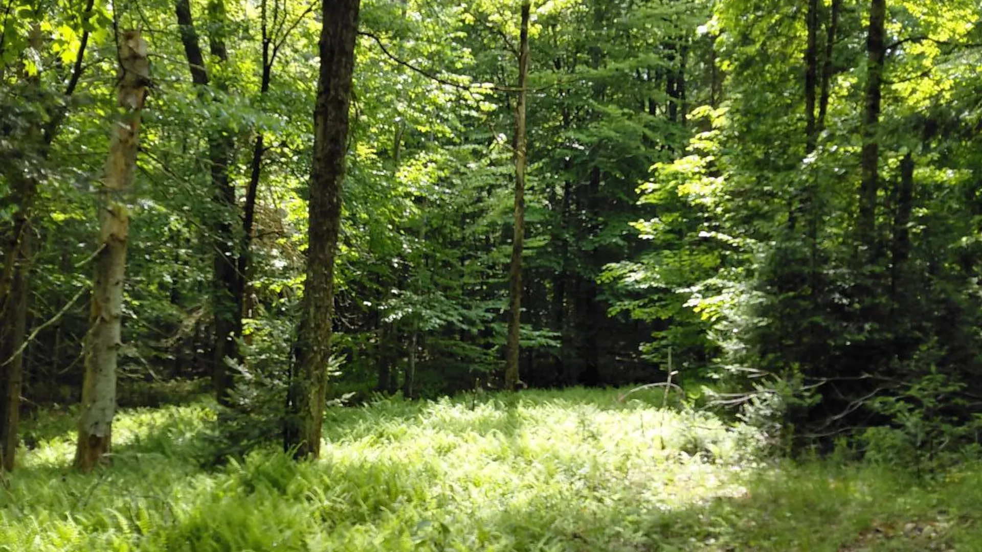 Property at L 44.5 Piseco Road, Stratford, NY 13470 8