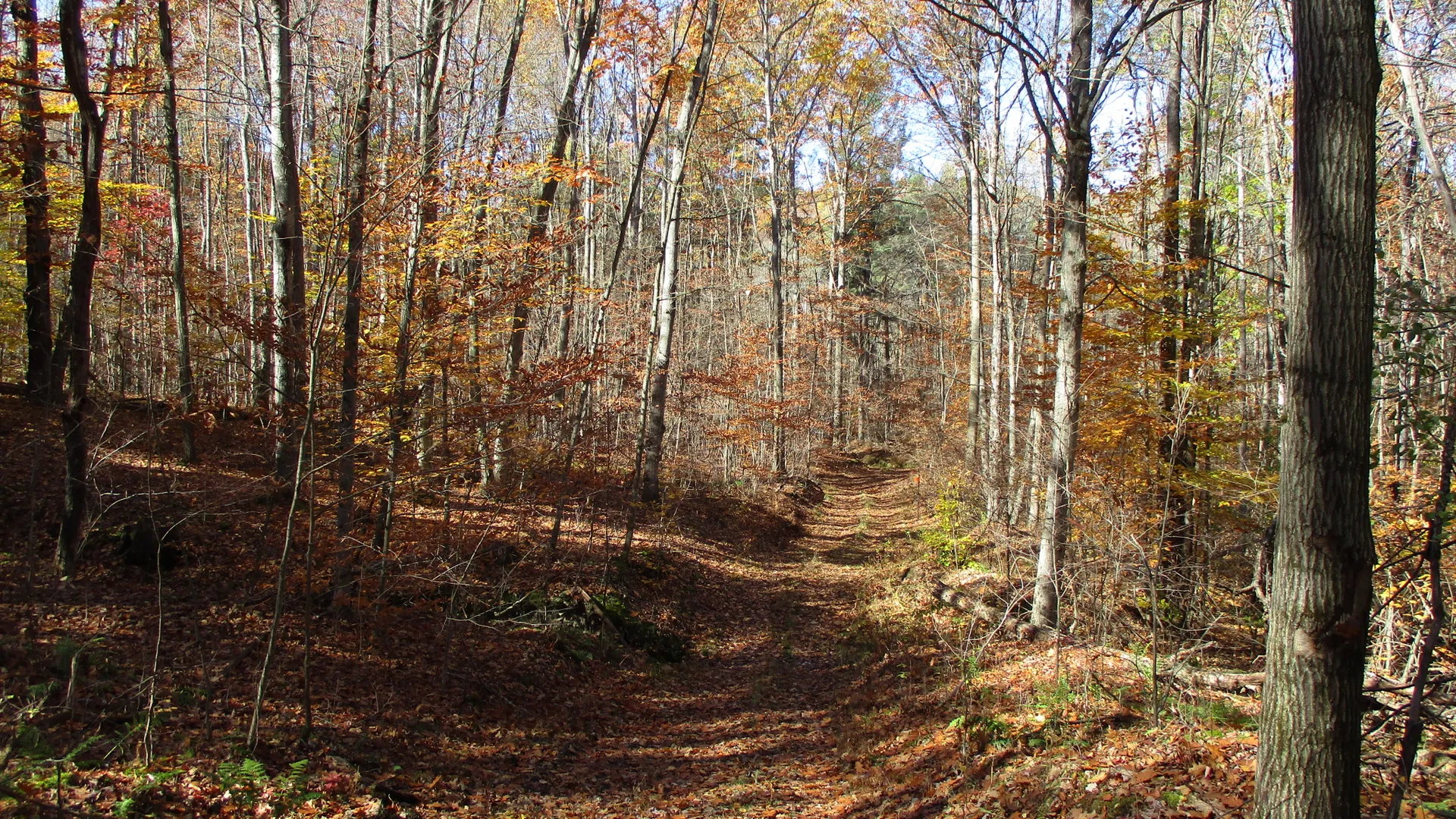 Property at Gordon Brook Road, Scio, NY 14880 3