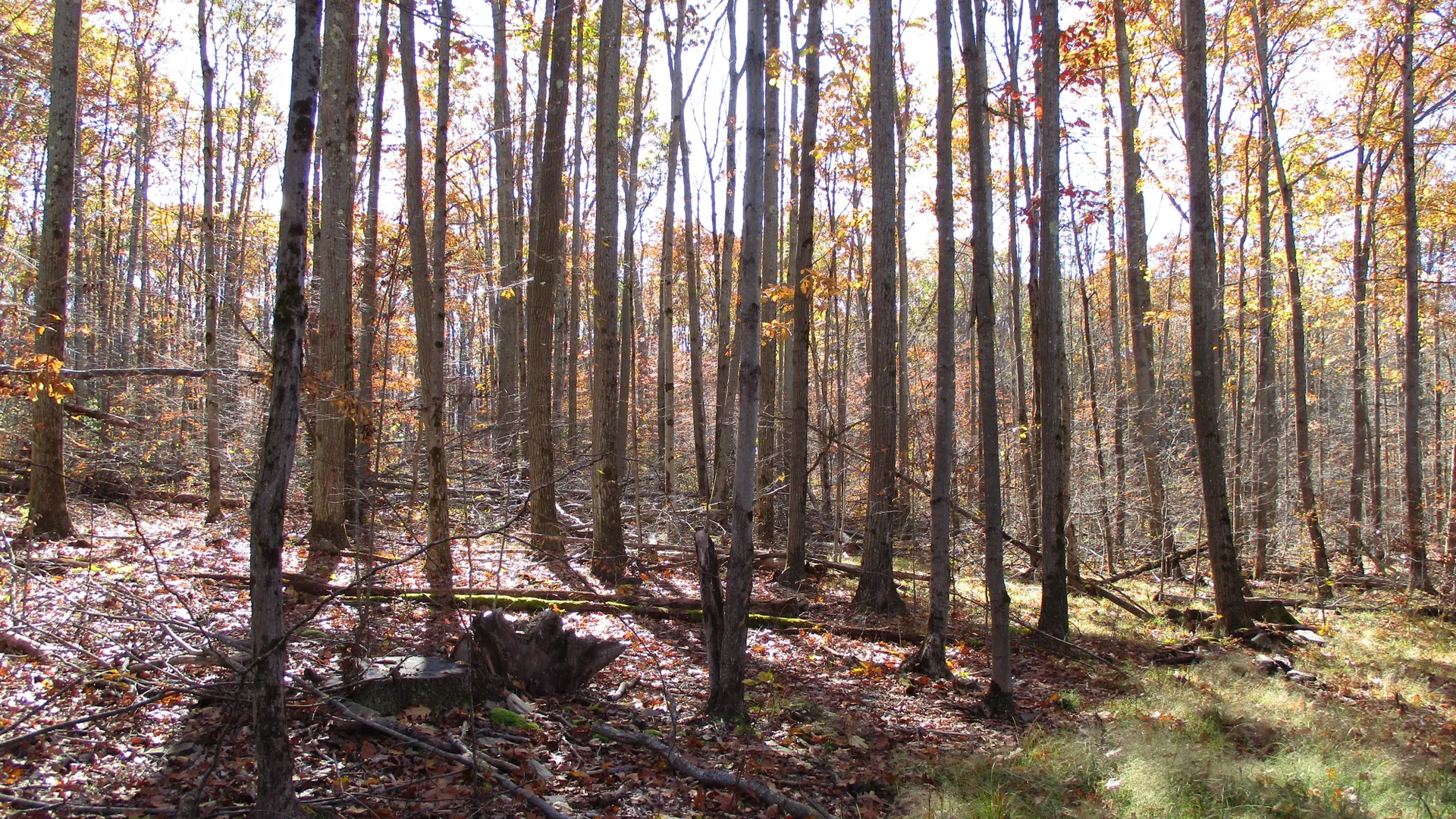 Property at Gordon Brook Road, Scio, NY 14880 4