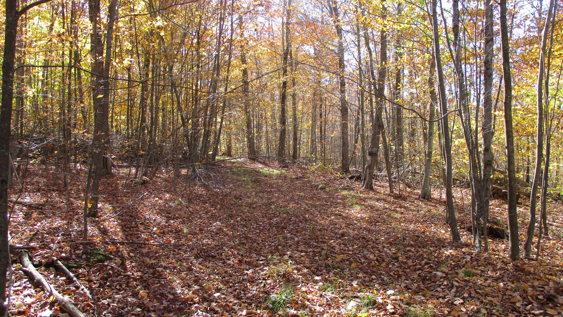 Property at Gordon Brook Road, Scio, NY 14880 6