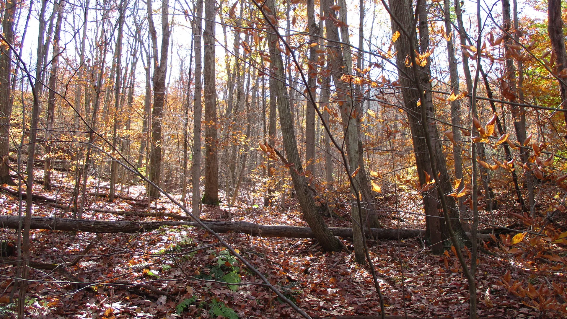 Property at Gordon Brook Road, Scio, NY 14880 7