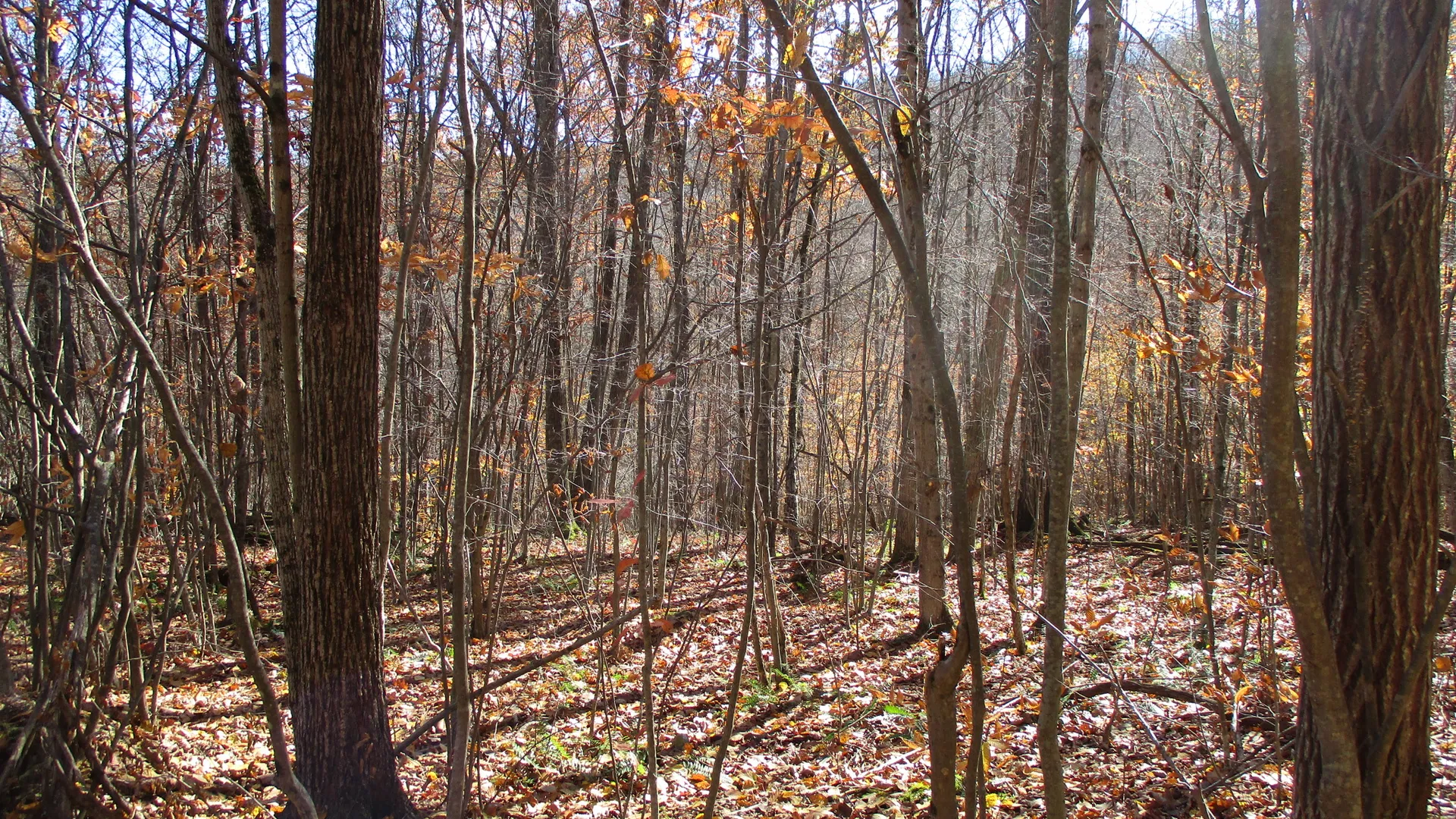Property at Gordon Brook Road, Scio, NY 14880 8