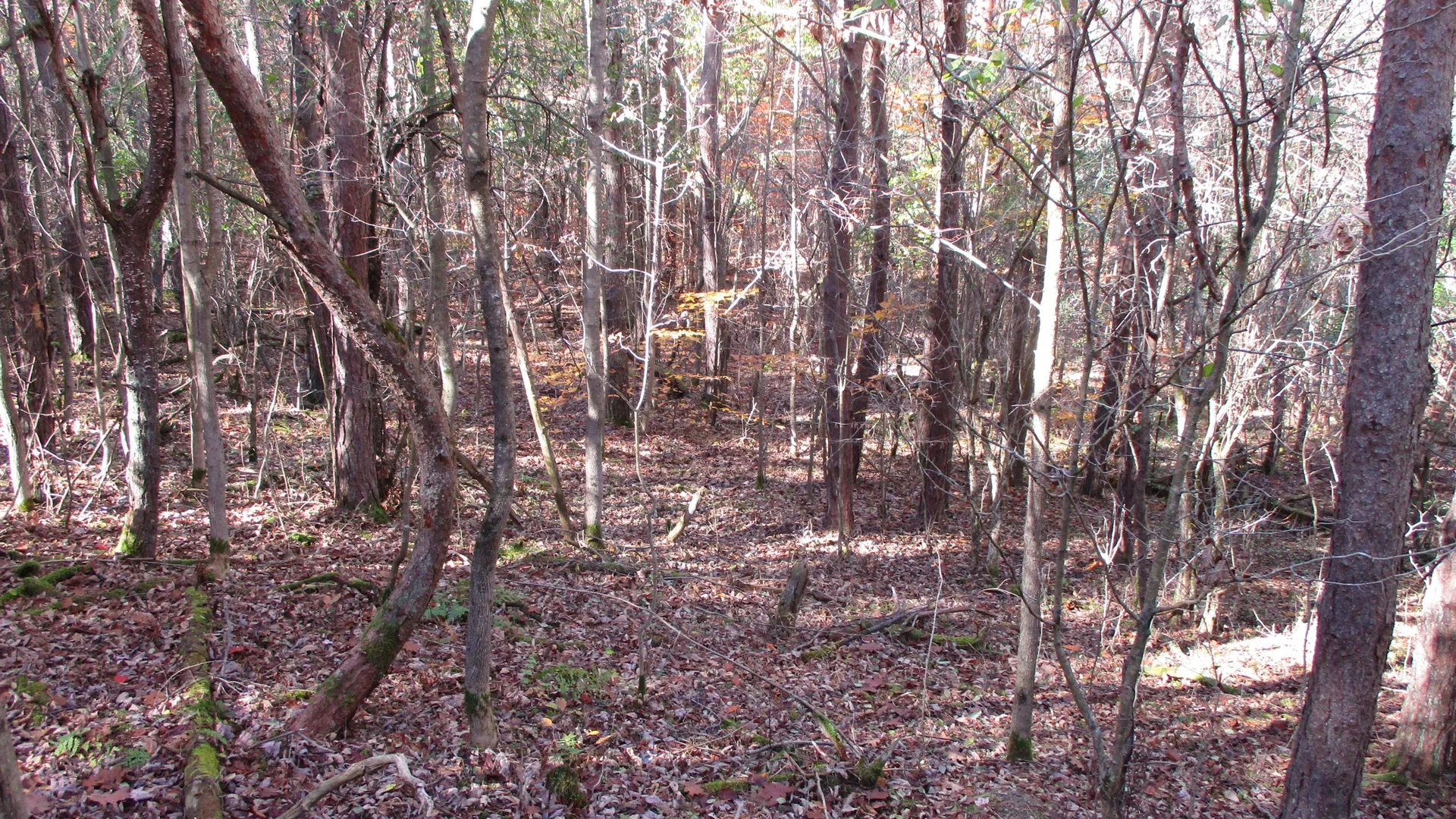 Property at Gordon Brook Road, Scio, NY 14880 10
