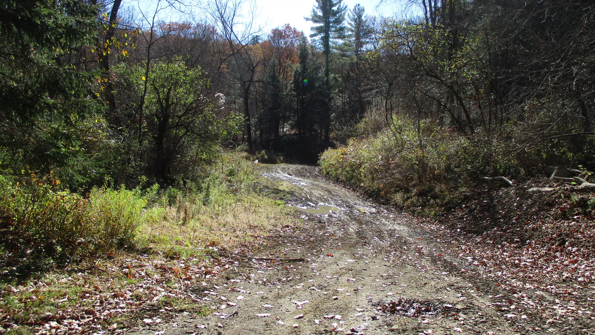 Property at Gordon Brook Road, Scio, NY 14880 11