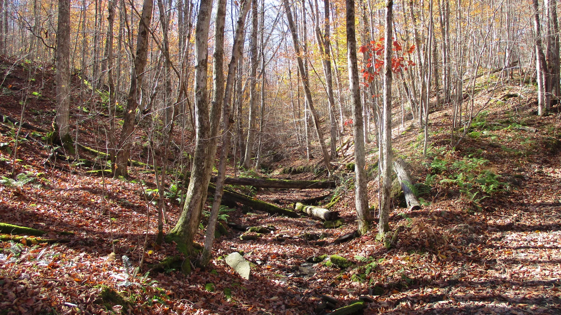 Property at Gordon Brook Road, Scio, NY 14880 14