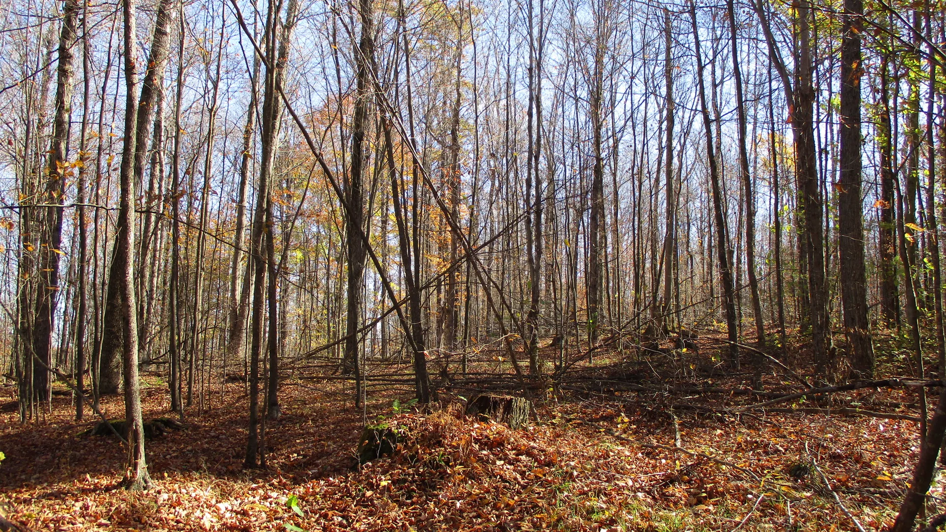Property at Gordon Brook Road, Scio, NY 14880 15