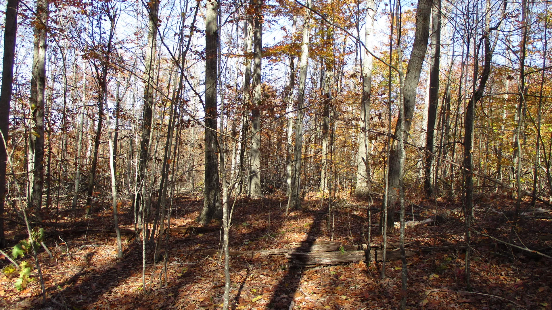 Property at Gordon Brook Road, Scio, NY 14880 16