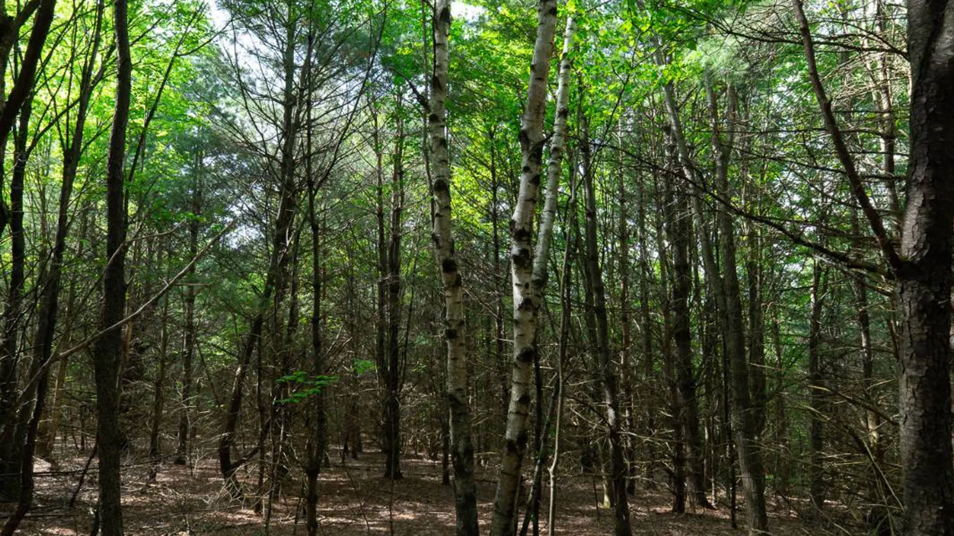 Property at 00WP3 Cr 352, Medusa, NY 12120 12