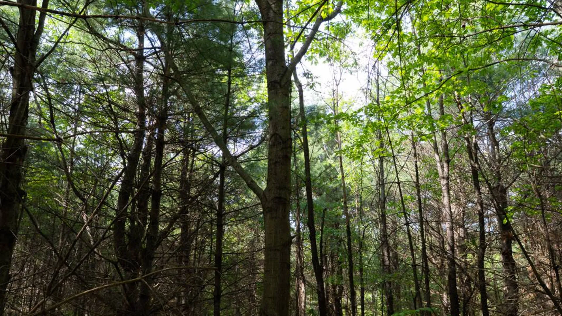 Property at 00WP3 Cr 352, Medusa, NY 12120 15