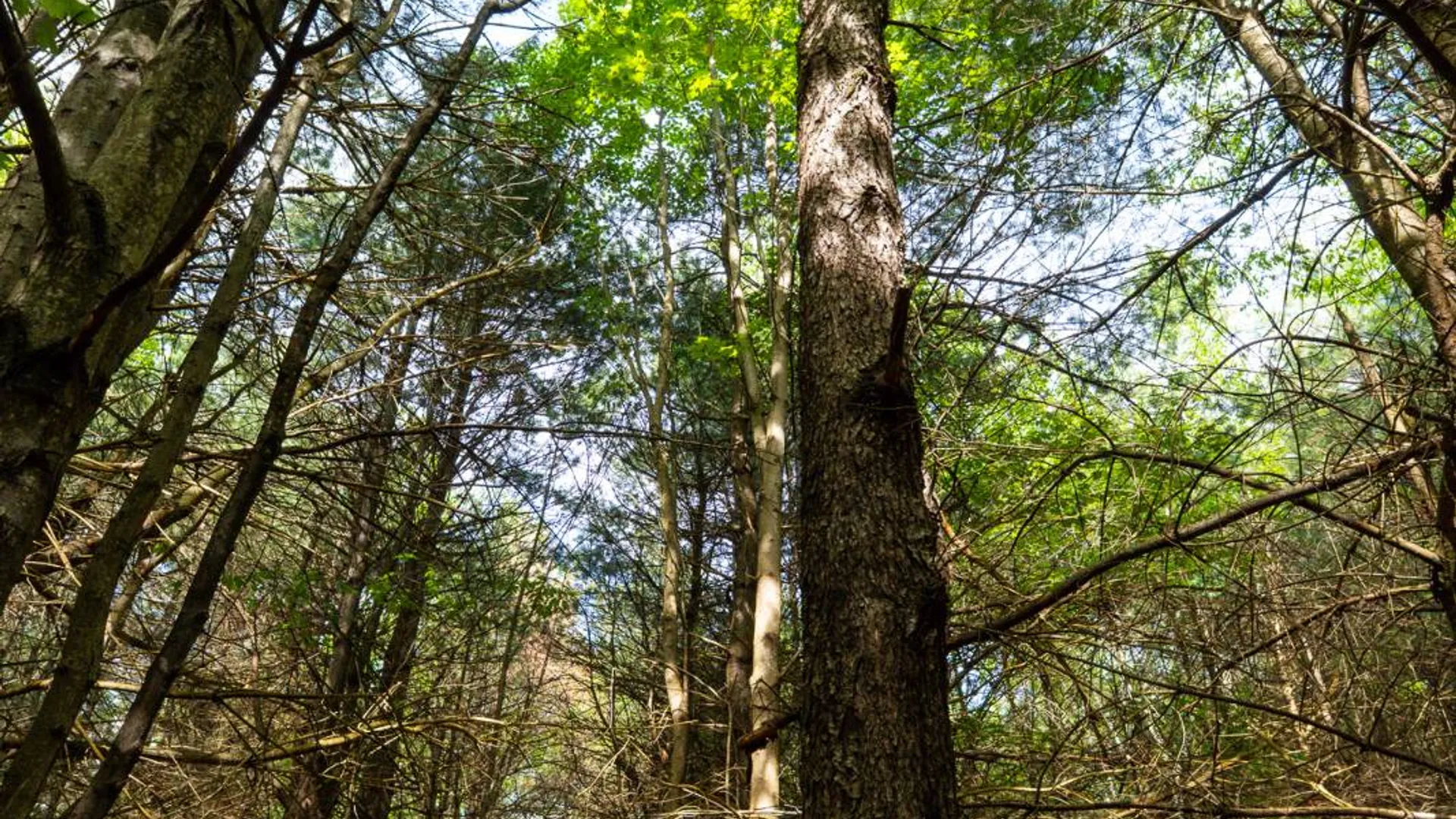 Property at 00WP3 Cr 352, Medusa, NY 12120 20