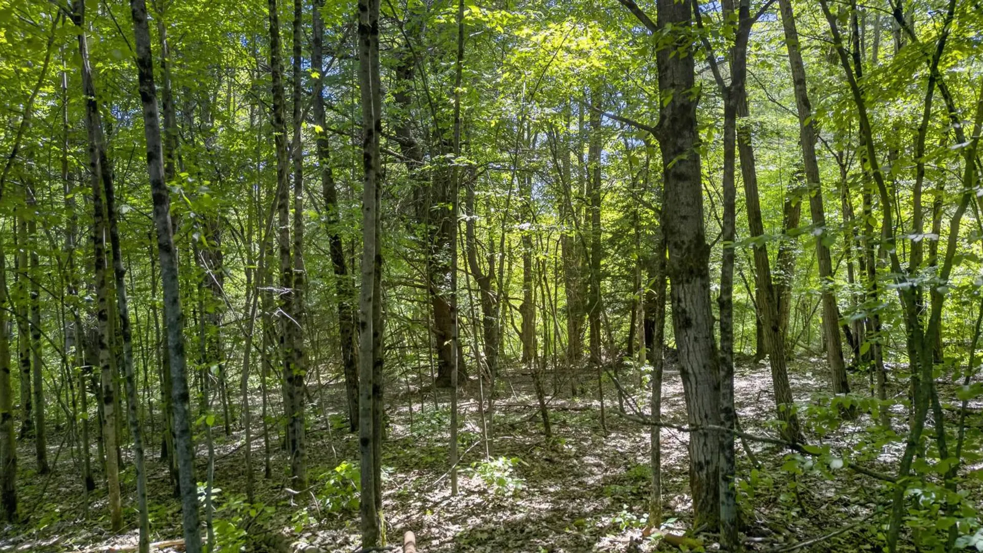 Property at 55 Yarns Rd, Harpursville, NY 13787 75