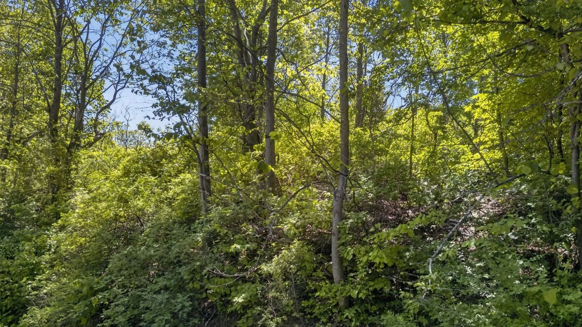 Property at L2.01 Willie Oneil Rd, Cherry Valley, NY 13320 23