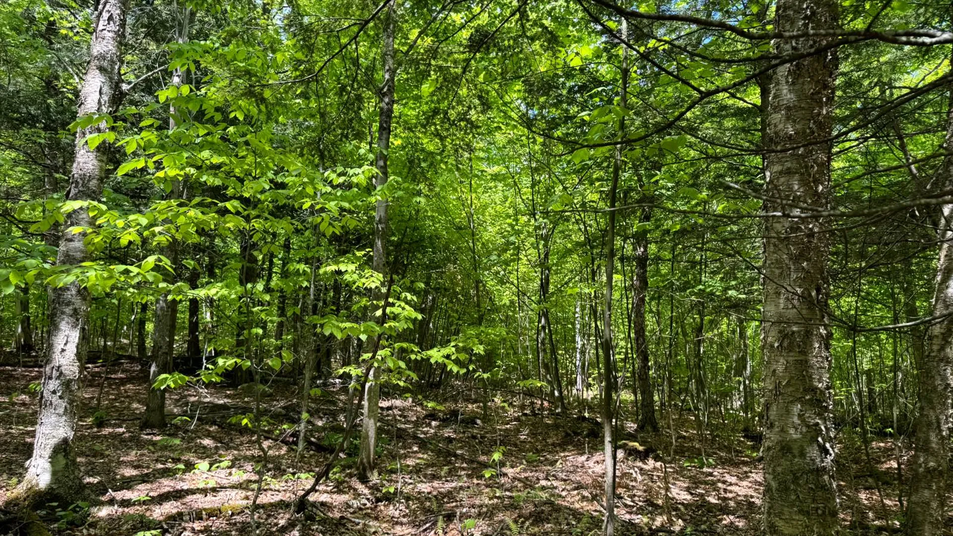 Property at 1.3 Cobble Creek Rd., Chester, NY 12853 8