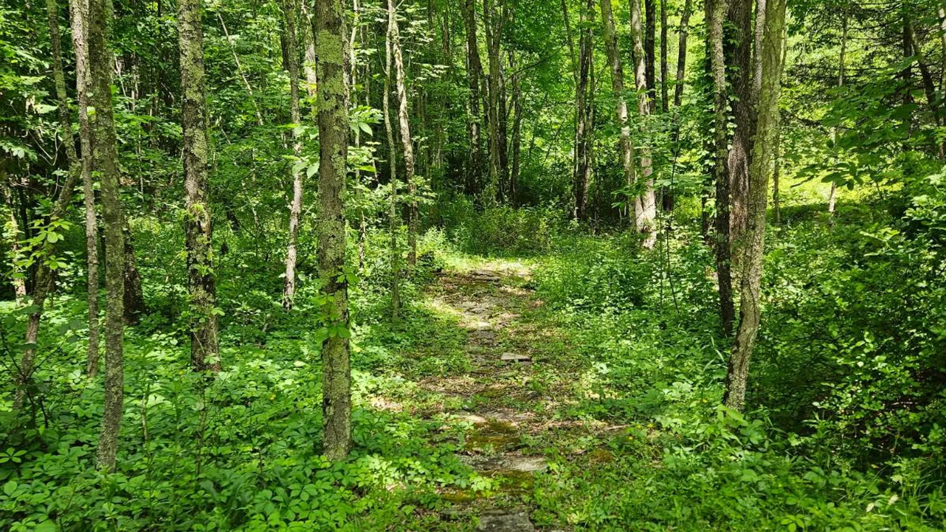 Property at 265 Dick Mason Rd, Delhi, NY 13753 32