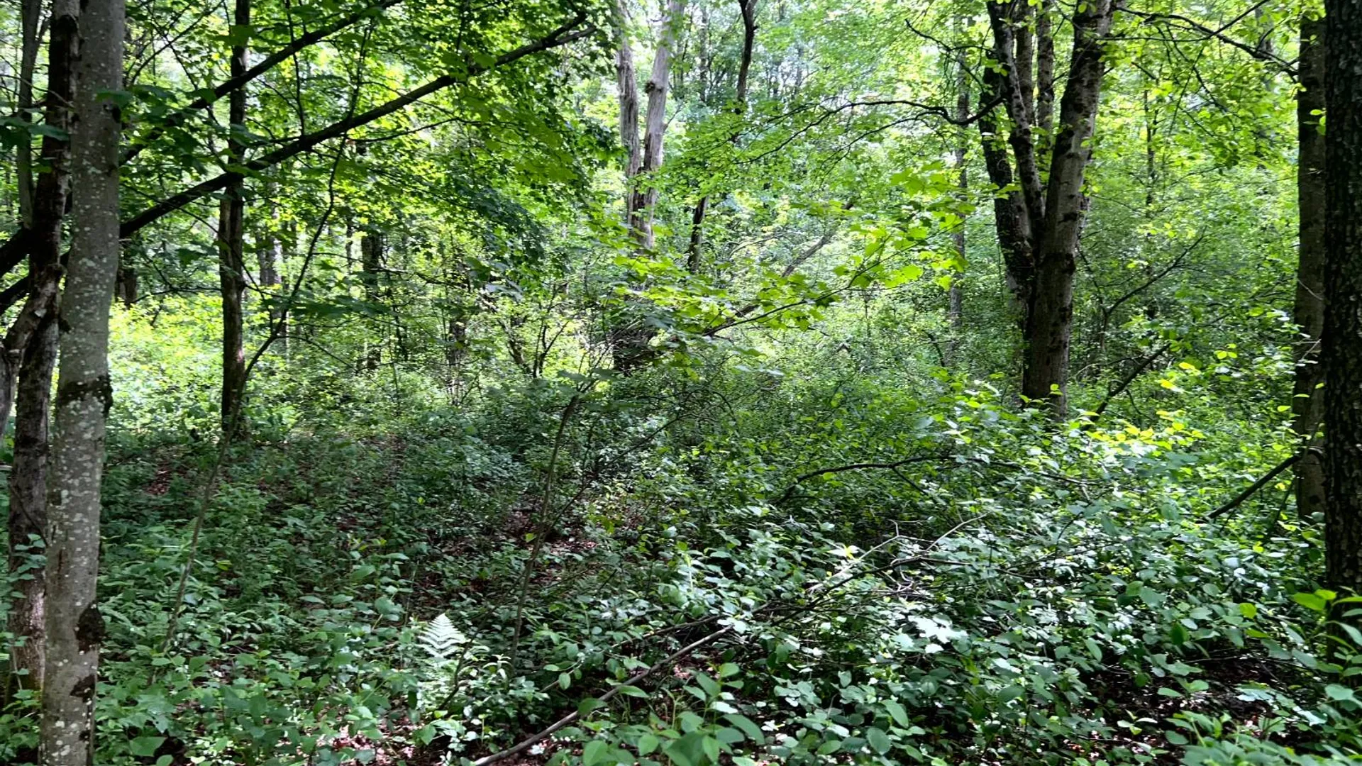 Property at Blue Heron Way Off Bartley Rd, Williamstown, NY 13493 15
