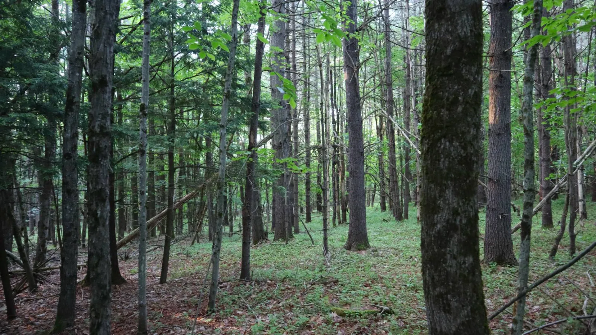 Property at 520 So Johnsburg Rd, Warrensburg, NY 12885 11