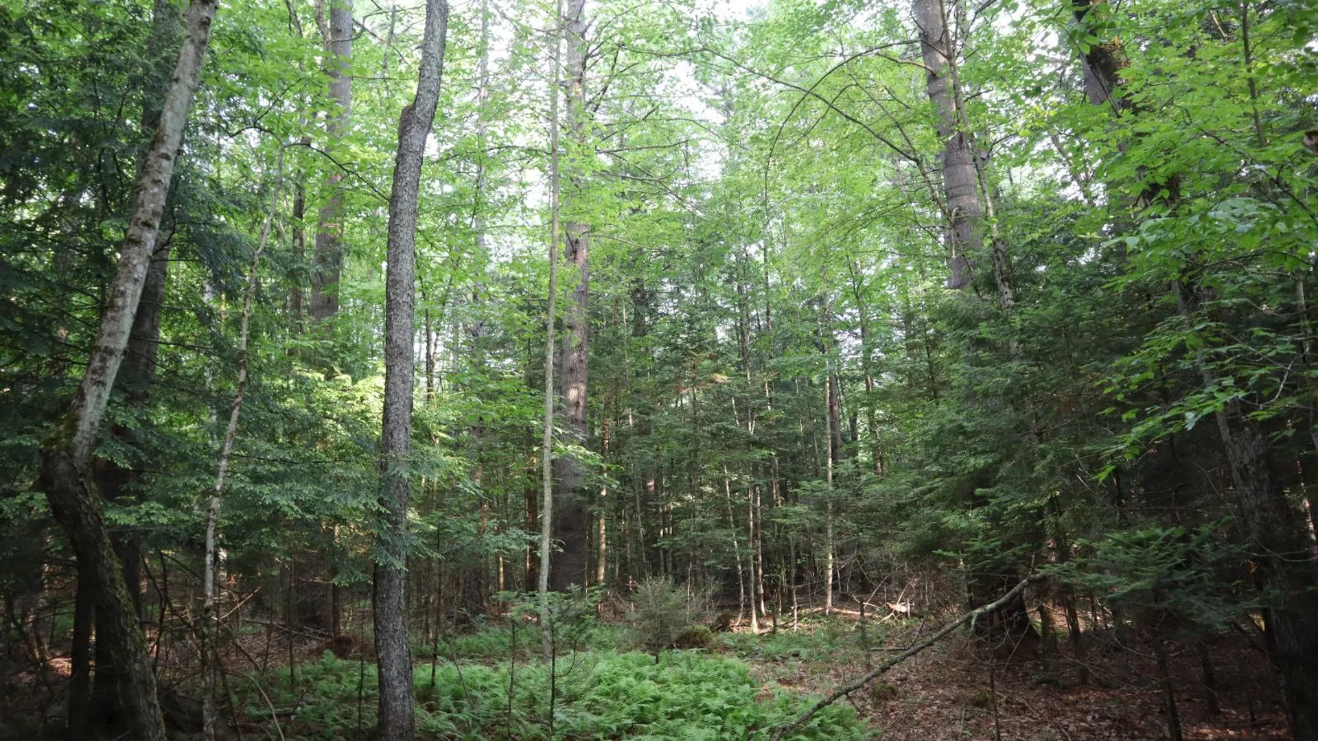 Property at 520 So Johnsburg Rd, Warrensburg, NY 12885 16