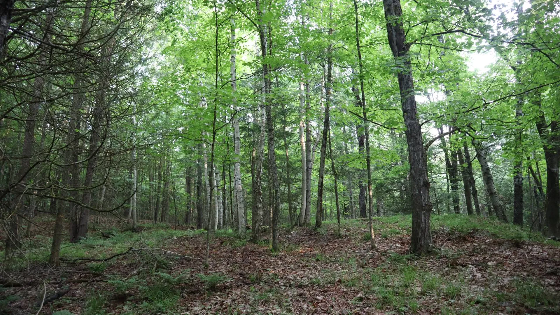 Property at 520 So Johnsburg Rd, Warrensburg, NY 12885 31