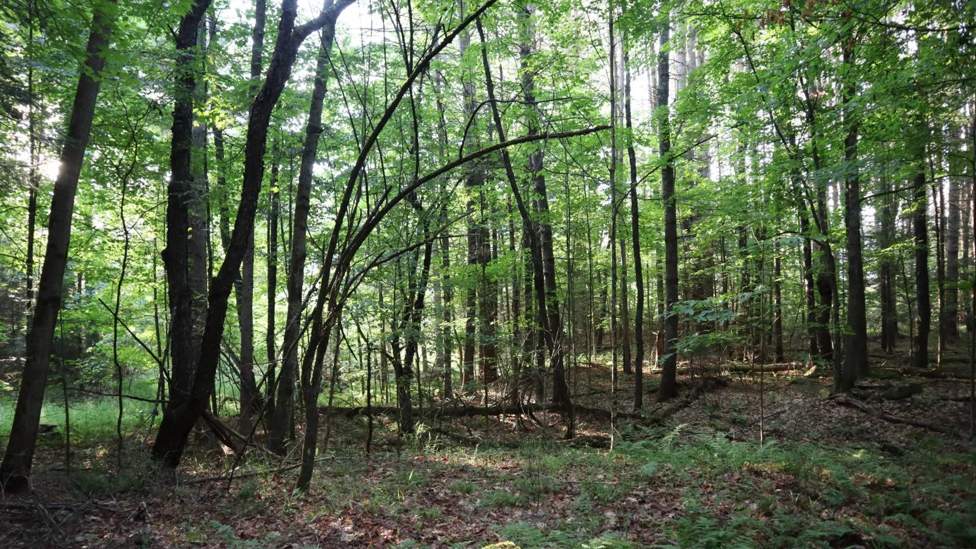 Property at 520 So Johnsburg Rd, Warrensburg, NY 12885 47