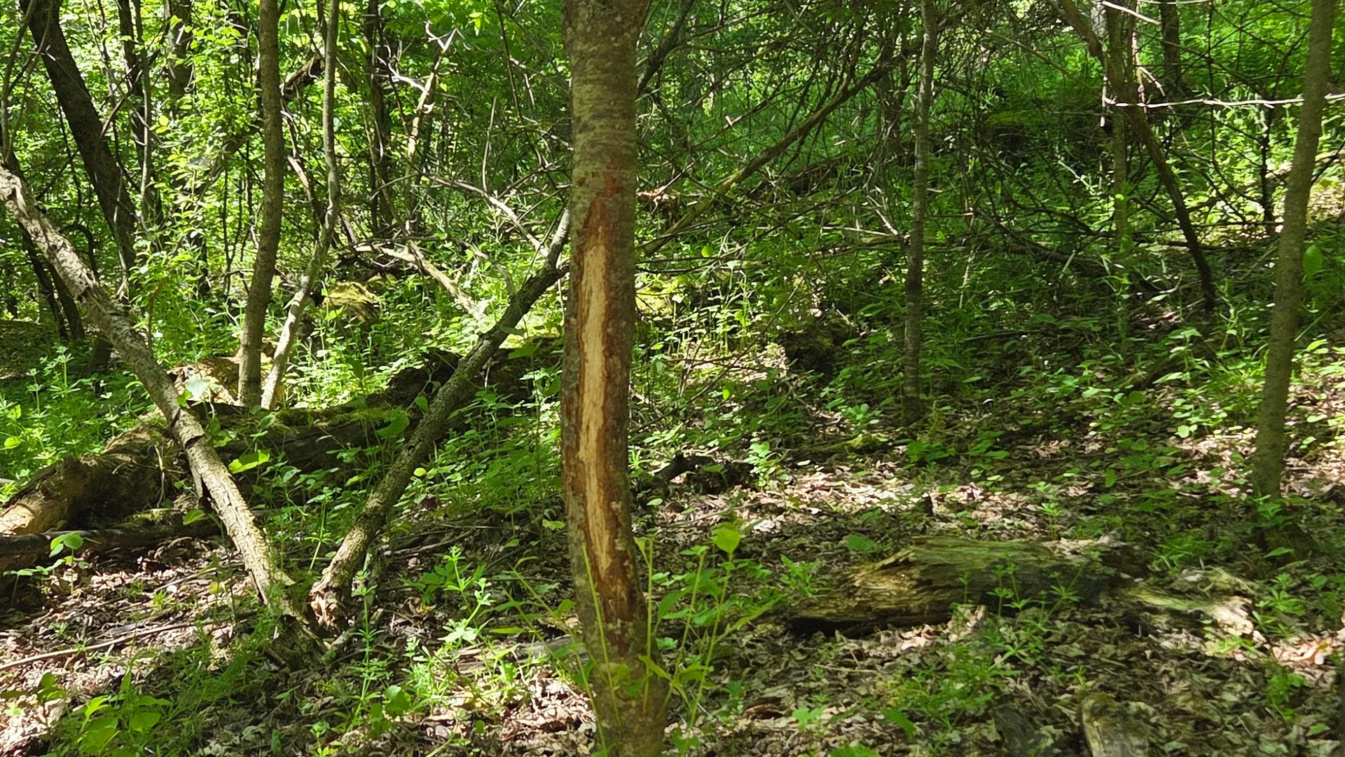 Property at NY State Route 446, Cuba, NY 14727 3