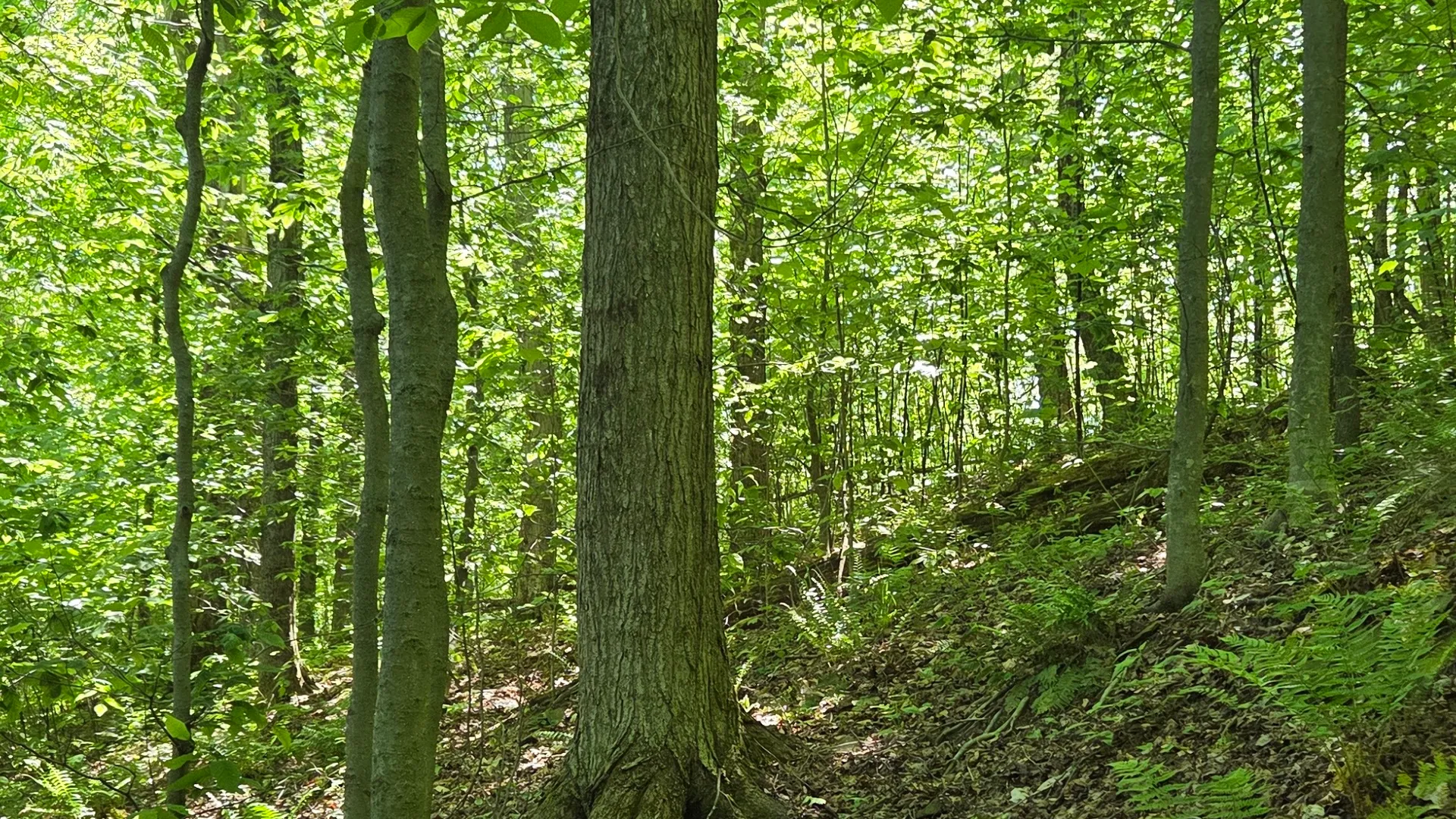 Property at NY State Route 446, Cuba, NY 14727 4