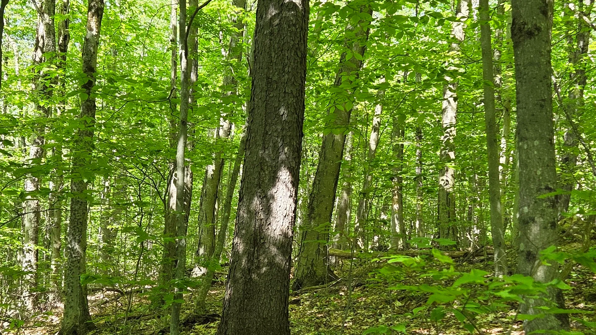 Property at NY State Route 446, Cuba, NY 14727 6